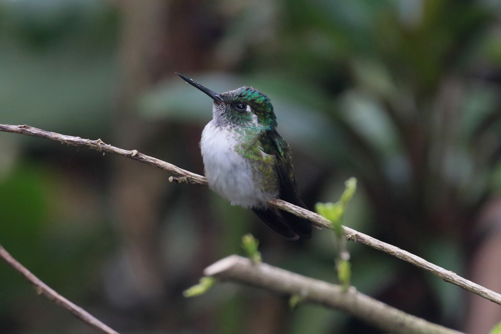 White-bellied Mountaingem